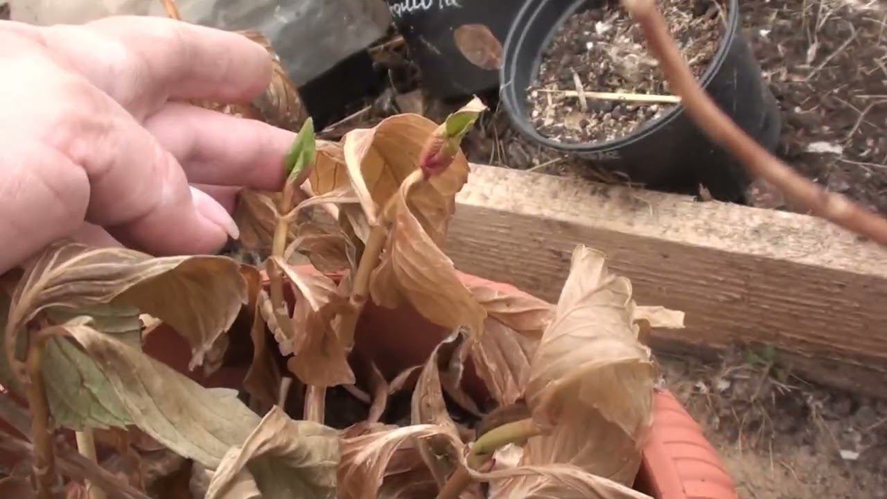 Как зимуют крупнолистные гортензии в теплице. И так же другие растения. смотреть онлайн