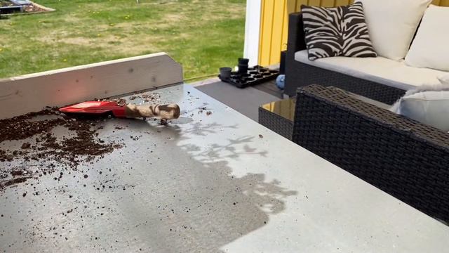 Plantera rostiga amplar med petunia, lobelia och murgröna | planting rusty hanging basket for porch смотреть онлайн