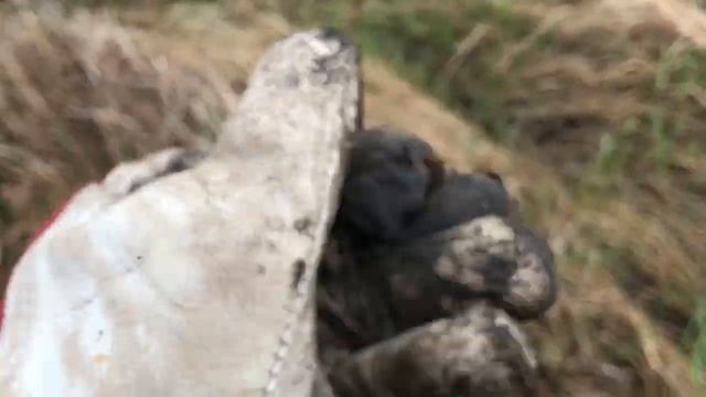 Поиск с Vanquish 540 по выгоревшему полю