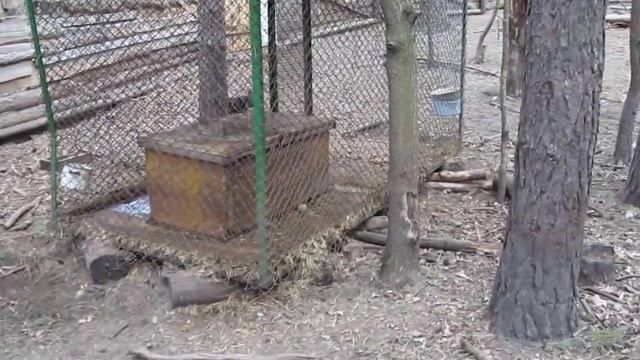 Притравка ягдтерьера по барсуку смотреть онлайн