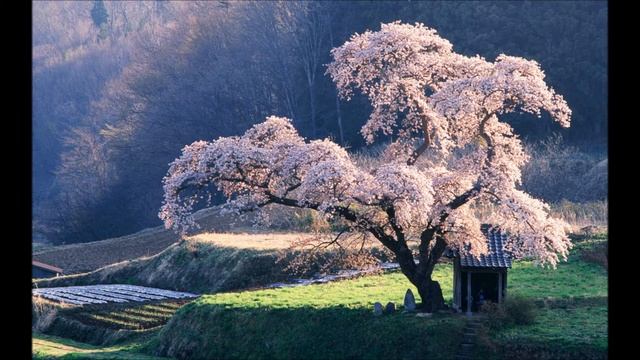 Сакура или сон....