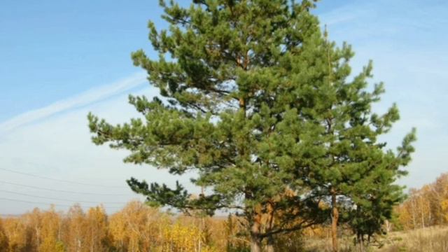 Природные красоты Курганской области (выпуск 1) смотреть онлайн