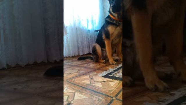 Немецкая Овчарка БЕРТА смотреть онлайн