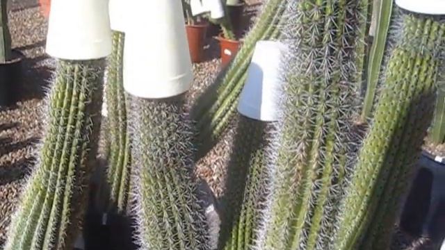 Organ Pipe Cactus смотреть онлайн