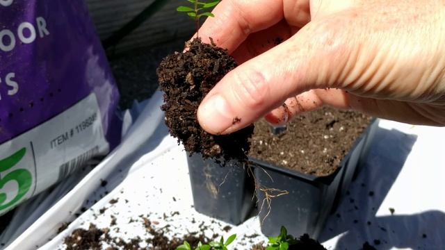 Выращивание Фейхоа(Pineapple guava) из семян. Видио 2 смотреть онлайн