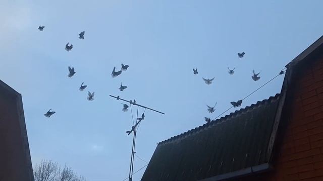 Николаевские голуби. Зимний вечер. Любуюсь перелётом. Анонс будущих роликов. О канале. Рigeons. смотреть онлайн