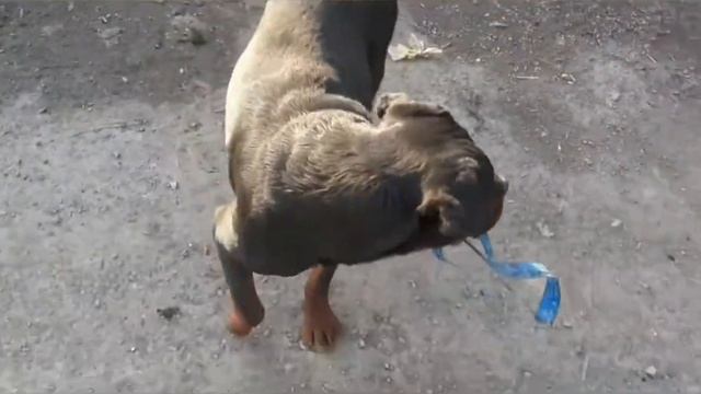 как уживаются два кобеля ротвелера вместе смотреть онлайн