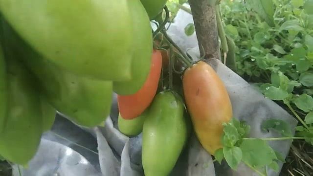 Стройка Движения