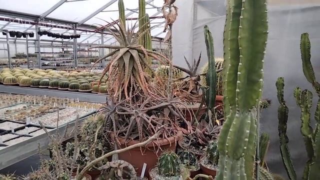 Денежное дерево цветет.Кактусные теплицы Маттиаса Уллига.Германия. смотреть онлайн