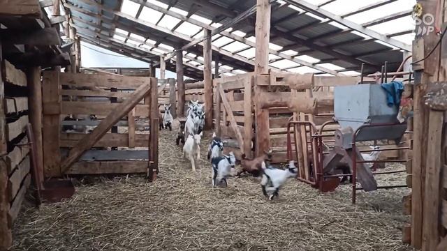 #немецкая овчарка, #рабочий кобель, #Агат с Вершины Мира #собака, #пастух смотреть онлайн