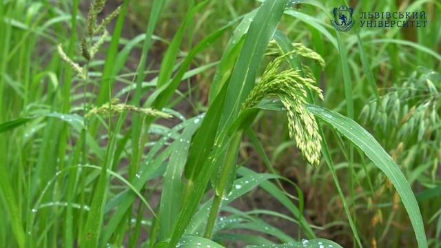 Барви літа у Ботанічному саду. Колекція ужиткових рослин смотреть онлайн