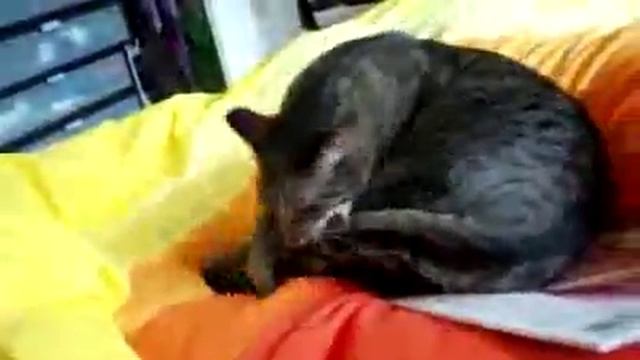 Кошка и хвост смотреть онлайн