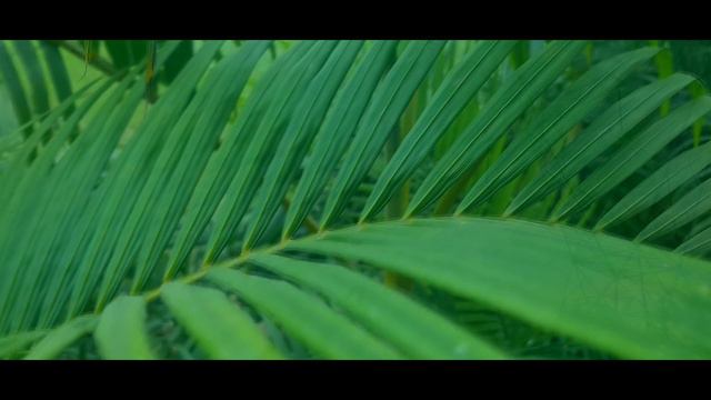 Surah Yaseen | Surah Ar-Rehman Aytul Kursi Nice Voice.Daily Quran Tilawat -Ep 82 June (2023) смотреть онлайн