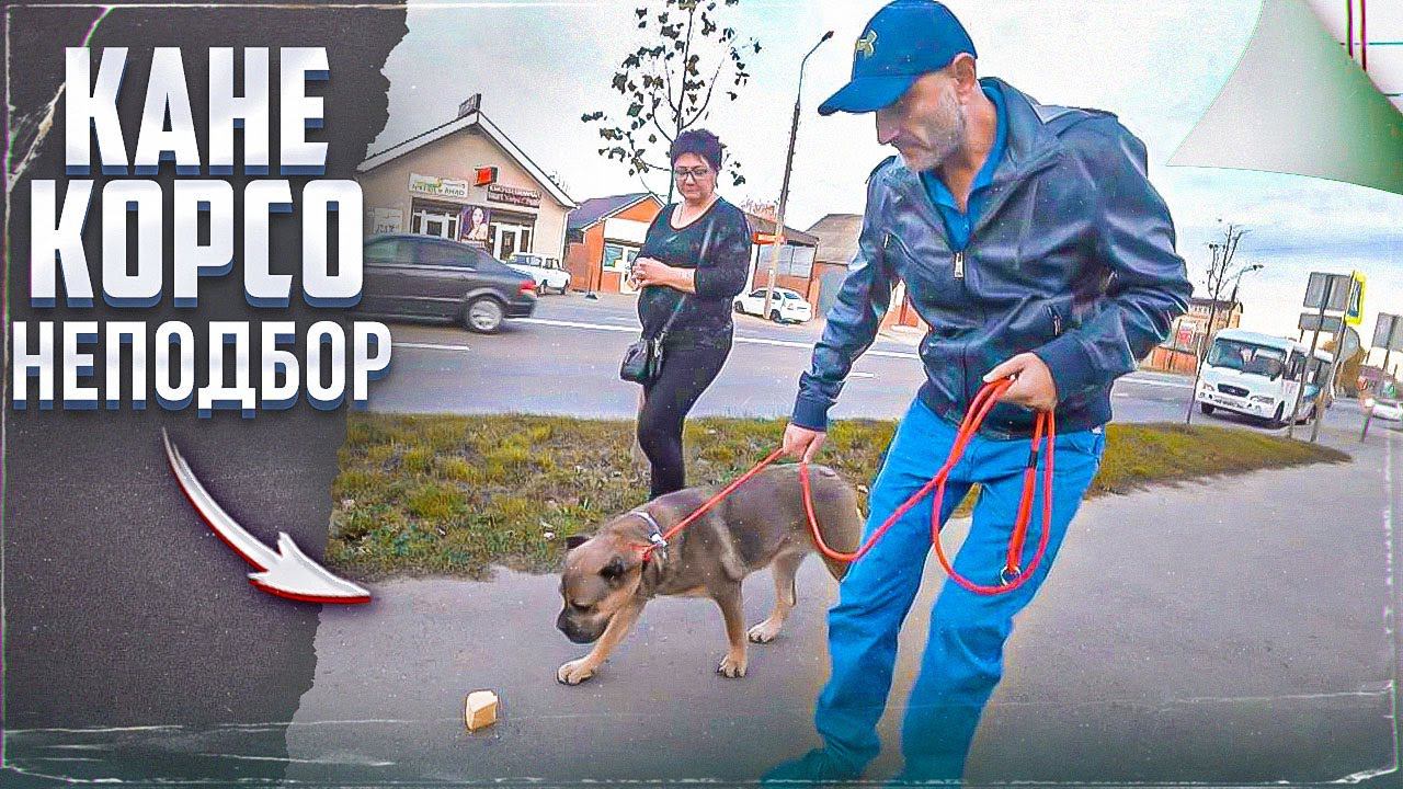 Неподбор (Один из способов, как отучить подбирать) Кане корсо смотреть онлайн
