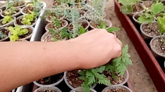 Катарантус ампельный. смотреть онлайн