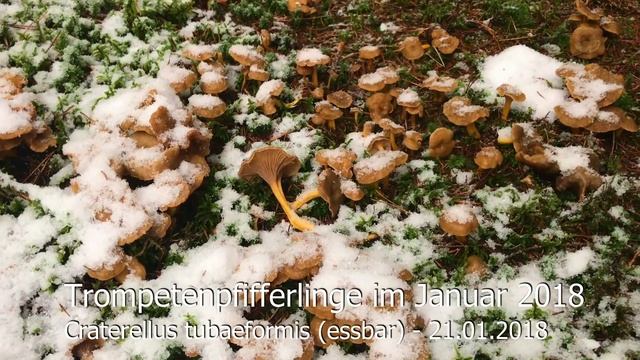 Trompetenpfifferlinge Im Januar & Februar 2018 | Craterellus Tubaeformis