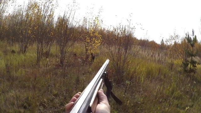 Охота на вальдшнепа осенью с дратхааром Архаика. Сезон 2016. смотреть онлайн