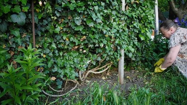Плющ садовый (Часть 2) смотреть онлайн