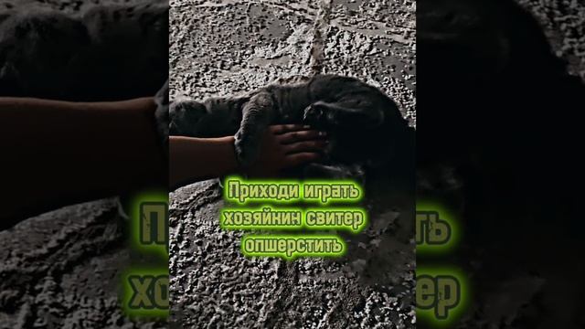 Караоке ? песня ||тёплые коты|| ￼ ￼ смотреть онлайн