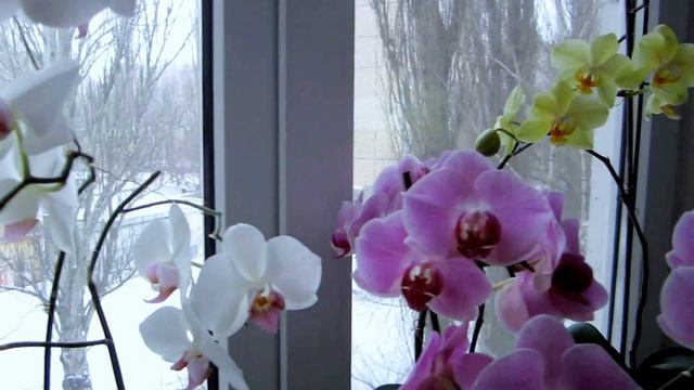 Орхидеи на моём подоконнике. 25.02.2014 смотреть онлайн