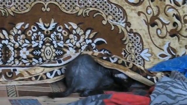 Мальвина добралась и до покрывала смотреть онлайн