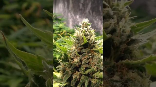 Cookies Kush 51 days flowering смотреть онлайн