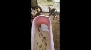 ДЖЕК РАССЕЛ ТЕРЬЕР