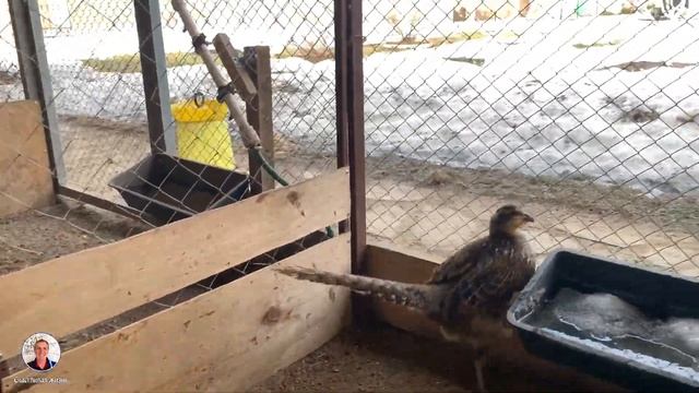 Фазаны.Содержание и разведение фазанов отА до Я.Мой опыт выращивания фазана.ЛПХ.Птицевод.Фазан зимо смотреть онлайн
