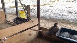 Фазаны.Содержание и разведение фазанов отА до Я.Мой опыт выращивания фазана.ЛПХ.Птицевод.Фазан зимо