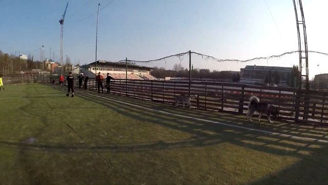 ФУТБОЛЬНЫЙ МАТЧ: ХАСКИ ПРОТИВ МАЛАМУТА смотреть онлайн