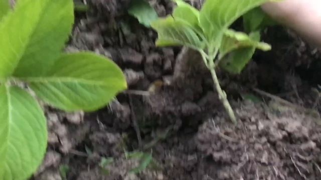 Крупнолистная гортензия в средней полосе России/ размножение мой результат
