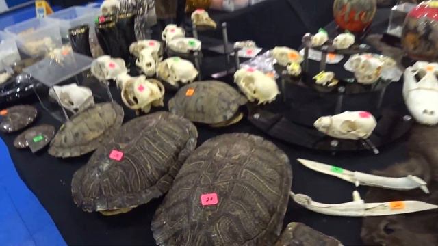 Выставка Экзотических животных в США смотреть онлайн