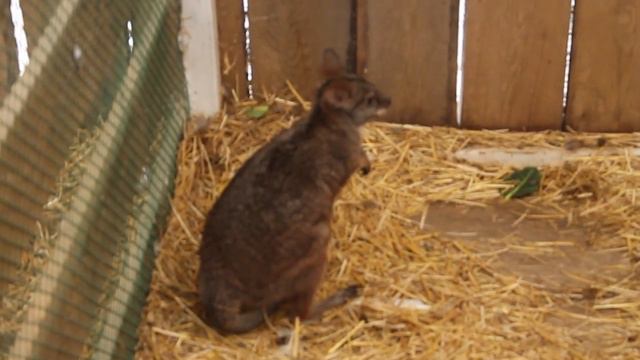 Мини зоопарк ст.Голубицкая. смотреть онлайн