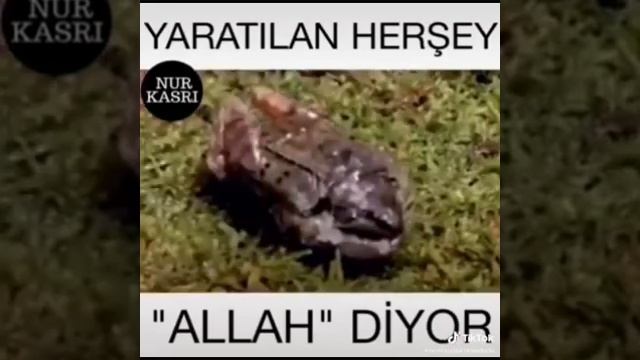 Как лягушка замораживается на всё зиму и не умирает смотреть онлайн