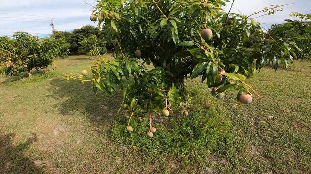 Mango trees, Venus Little Gem, Alphonso смотреть онлайн