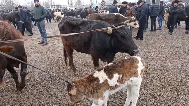 ANDIJON VILOYATI BALIQCHI TUMANI ENA BOLA SIGIRLAR NARXLARI 25_02_2024
