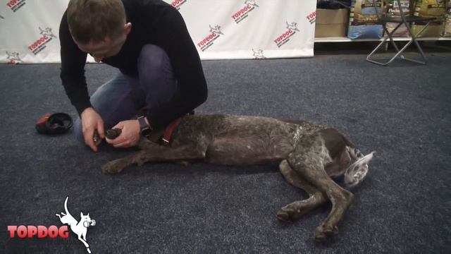 Гера стрижка когтей смотреть онлайн