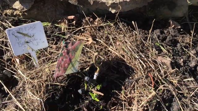 SOS заплакали гортензии. смотреть онлайн