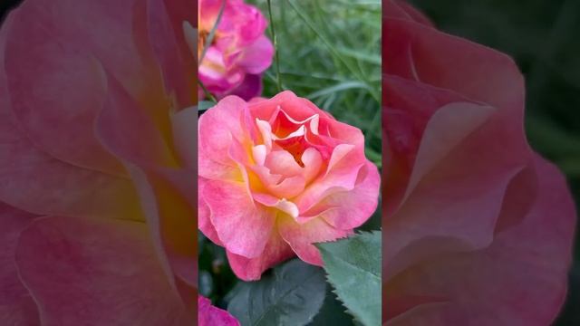 Изменчивый Шраб Приёр де Сан-Косым(Prieure De St Cosme)Франция 2007 #rose #цветениероз #моирозы смотреть онлайн