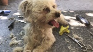 141. Стрижка собаки дома.