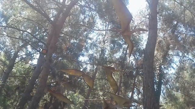 Динопарк. Кемер. Гёйнюк. Турция. DINOPARK. Turkey. Kemer. Goynuk. смотреть онлайн