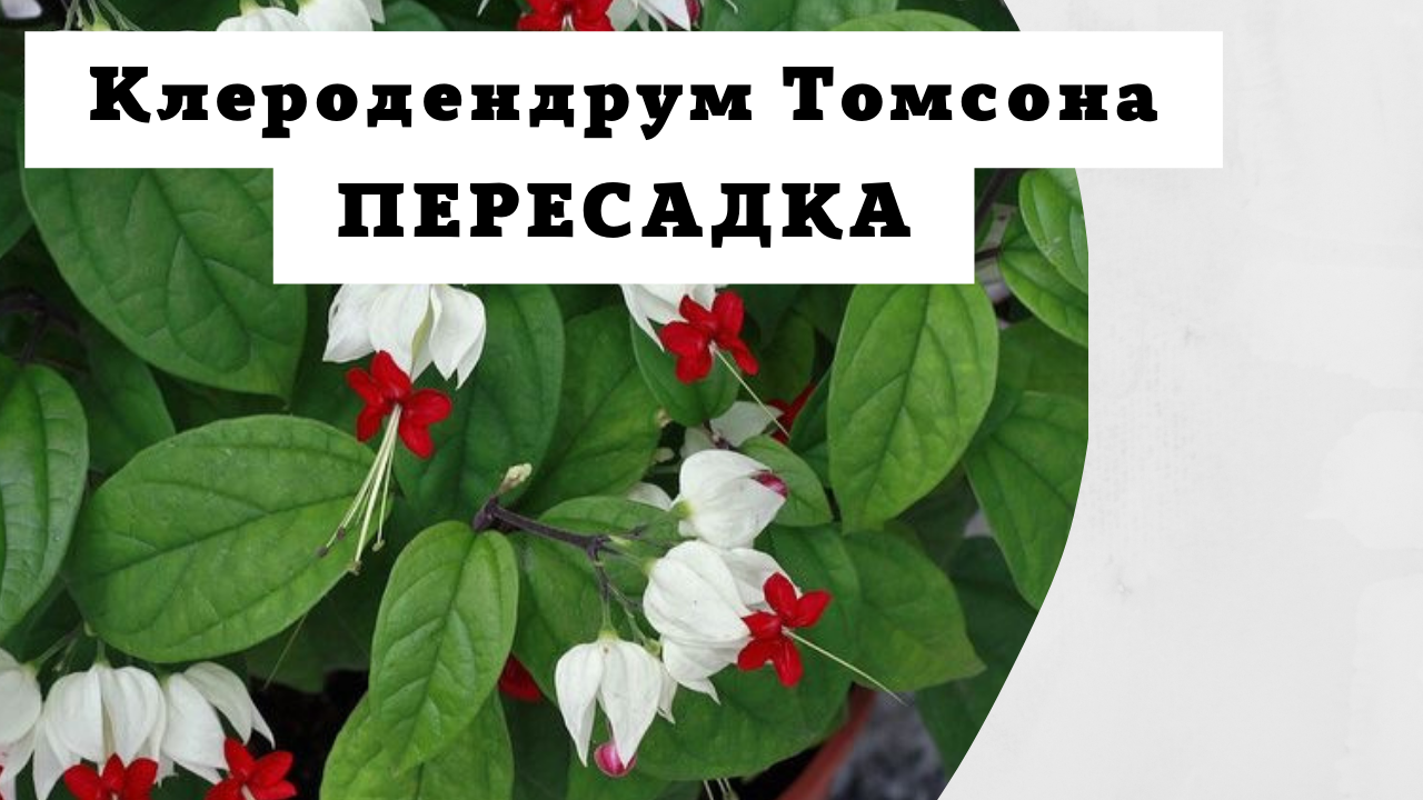 Клеродендрум Томсона. Пересадка