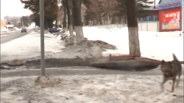 Собака бывает кусачей. смотреть онлайн