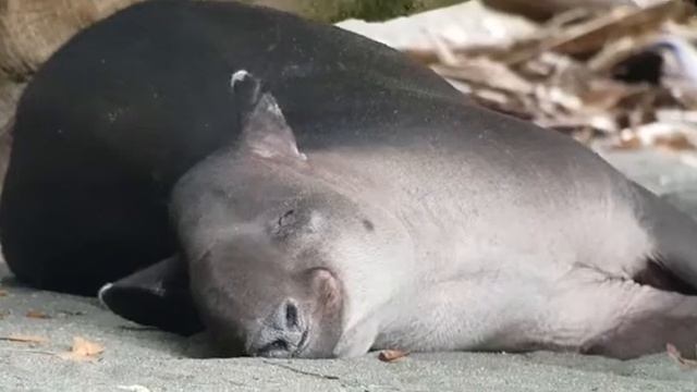 danta o tapir смотреть онлайн