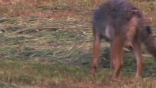 The Unstoppable Super Coyotes (Wildlife Documentary) | Natural Kingdom | Real Wild