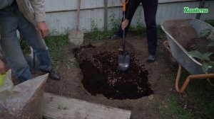 Голубика садовая. Посадка голубики. Как правильно подготовить яму. Уход. #1