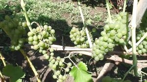 Сорт винограда Солярис!