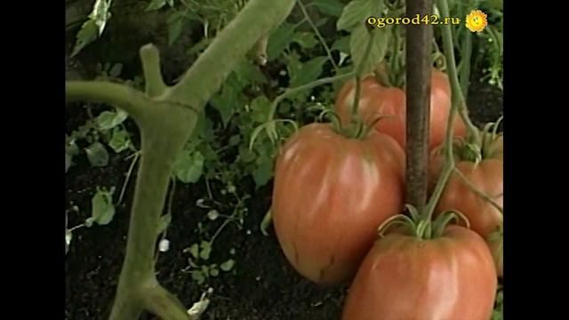 Свои сорта томатов смотреть онлайн