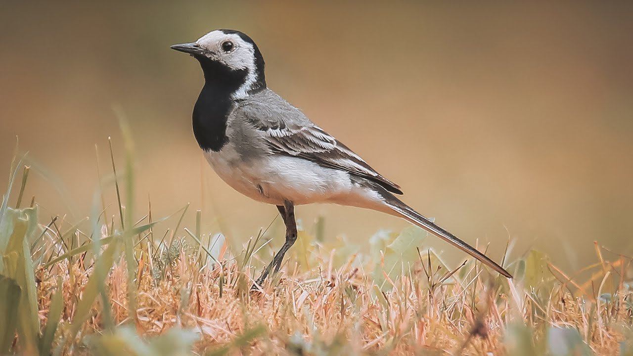 Белая трясогузка охотится на насекомых | Film Studio Aves