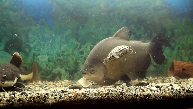 Мои аквариумы. Кормление рыб,пиранья черный паку,индийский нож,краснохвостый сом,черепаха смотреть онлайн